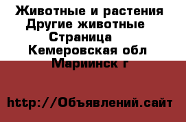 Животные и растения Другие животные - Страница 2 . Кемеровская обл.,Мариинск г.